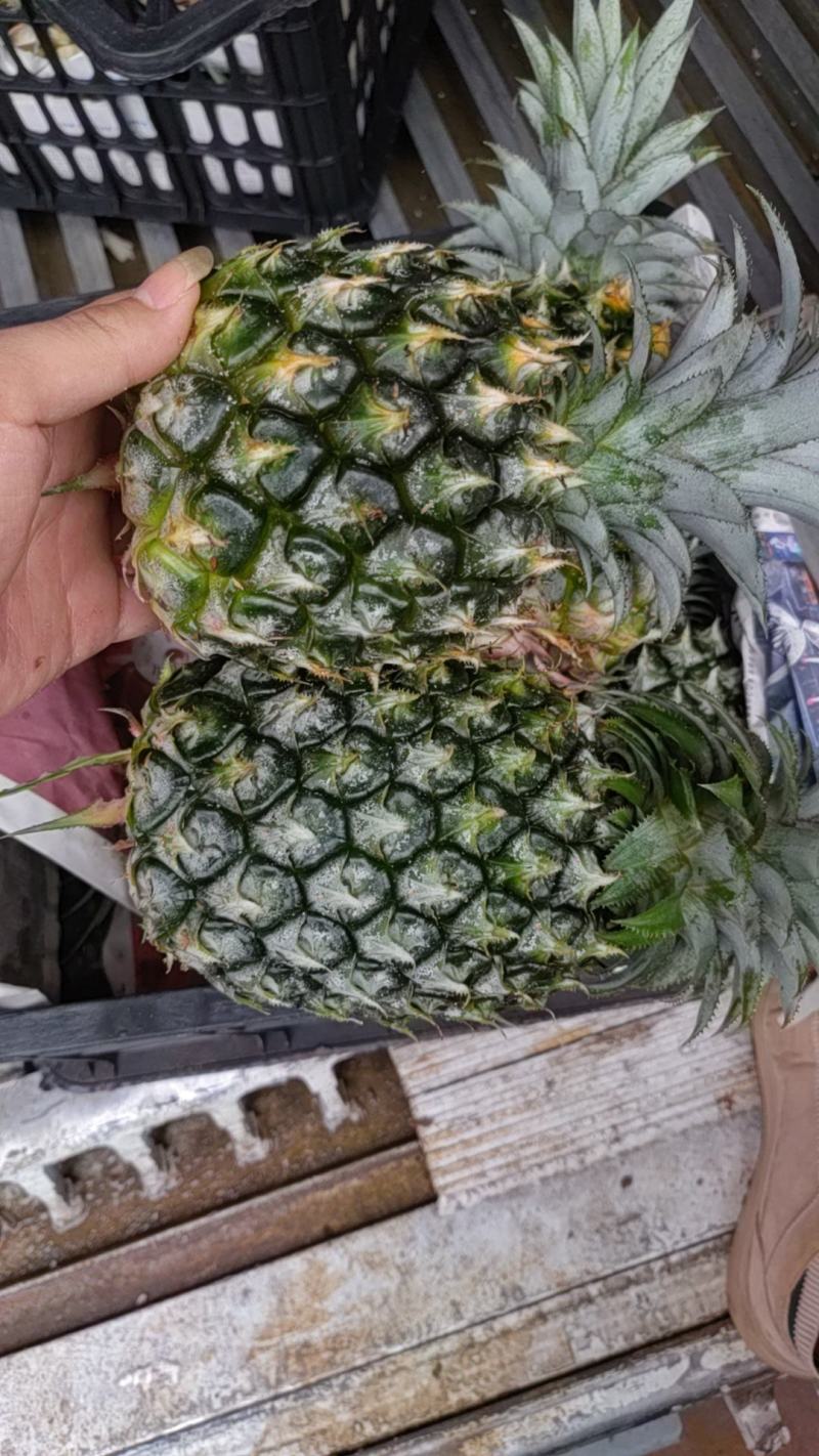【推荐】广东湛江菠萝基地发货大量供应一手货源价格合适