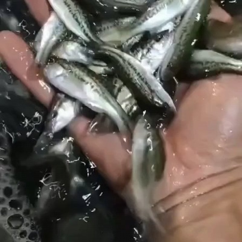 杂交黄颡鱼，黄骨鱼苗，黄辣丁鱼苗，基地批发，技术免费指