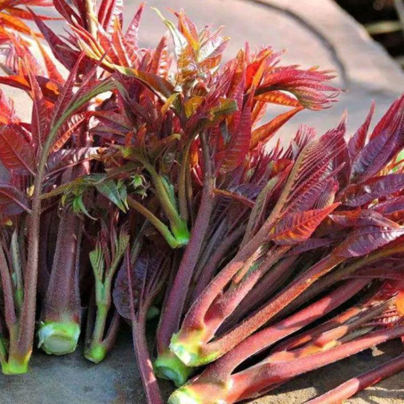 红油香椿种子速生香椿种籽四季易种红叶香春芽蔬菜种子