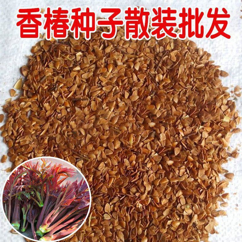 红油香椿种子速生香椿种籽四季易种红叶香春芽蔬菜种子