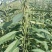 矮脚油芝麻种子黑白芝麻种子诚信经营品质保证出芽率高
