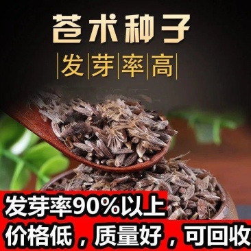苍术种子南北方朱砂点苍术籽出芽率高品质保证欢迎老板来电