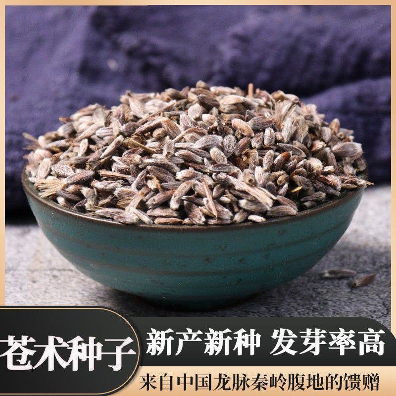 苍术种子南北方朱砂点苍术籽出芽率高品质保证欢迎老板来电