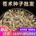 苍术种子南北方朱砂点苍术籽出芽率高品质保证欢迎老板来电