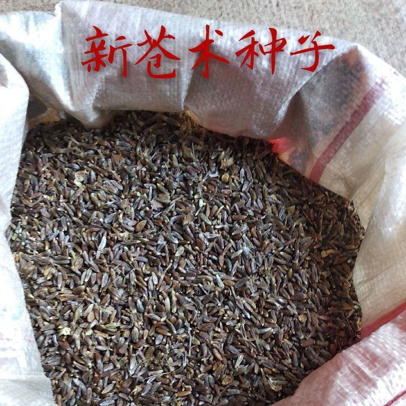 苍术种子南北方朱砂点苍术籽出芽率高品质保证欢迎老板来电