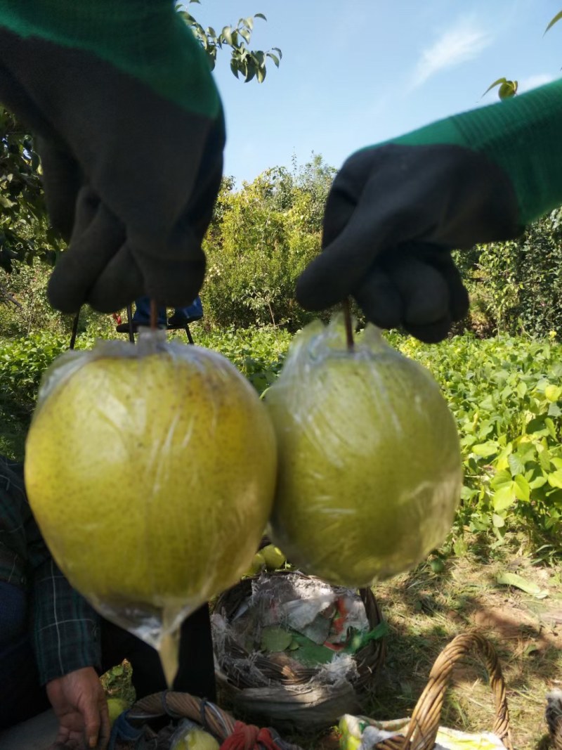 雪花梨，山坡地生涨的，甜脆多汁，代办多年诚信为本