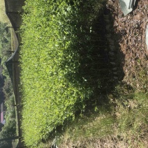 湖南优质嫁接油茶苗基地直销