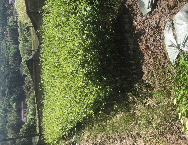 湖南优质嫁接油茶苗基地直销