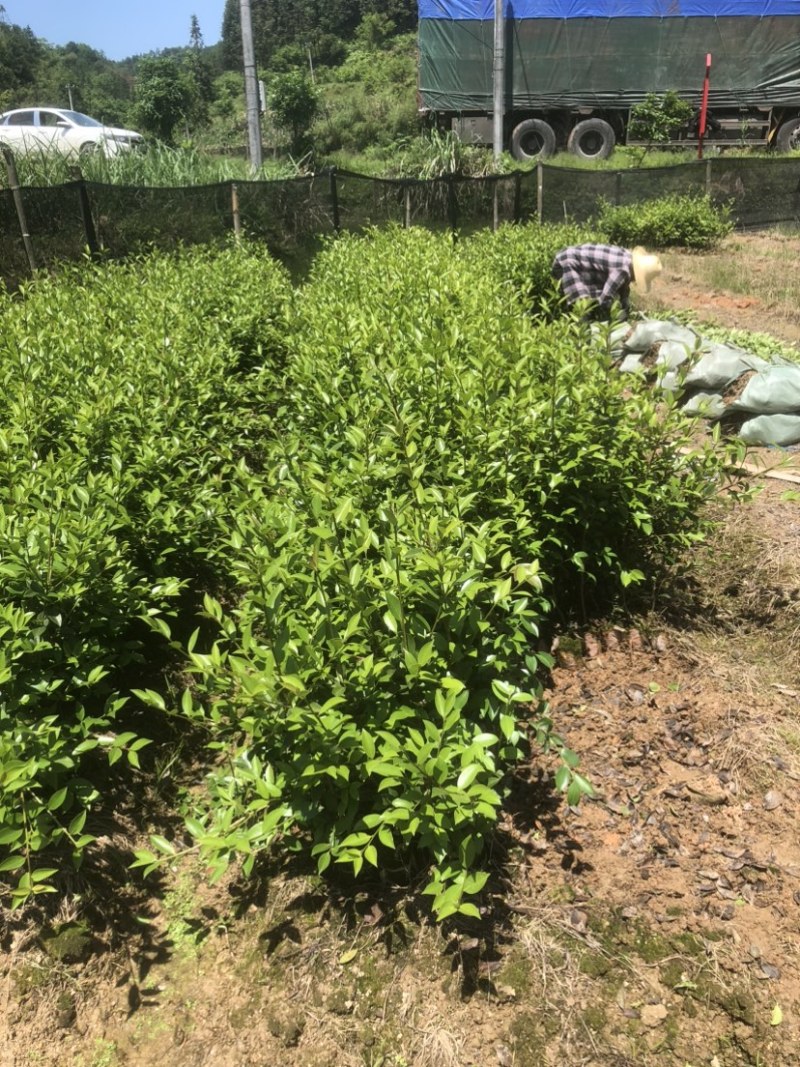 湖南优质嫁接油茶苗基地直销