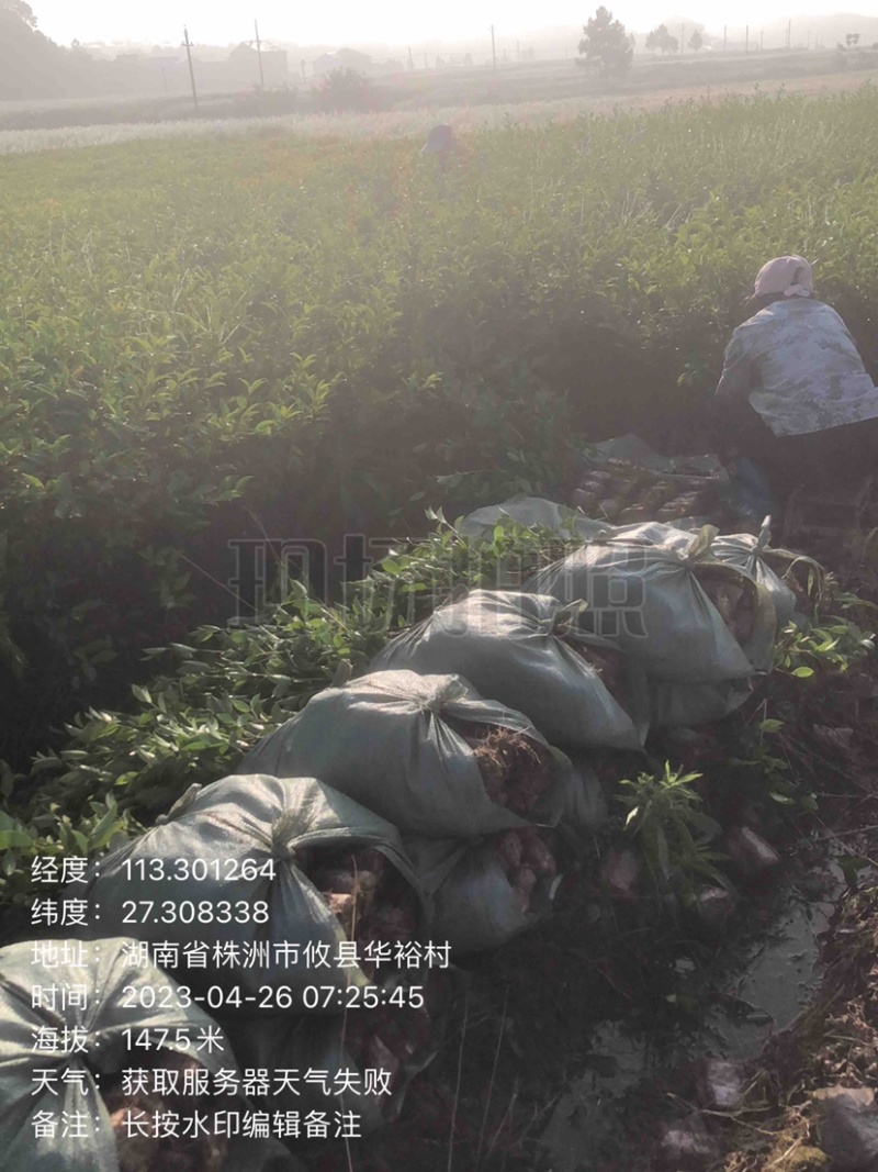 湖南优质嫁接油茶苗基地直销