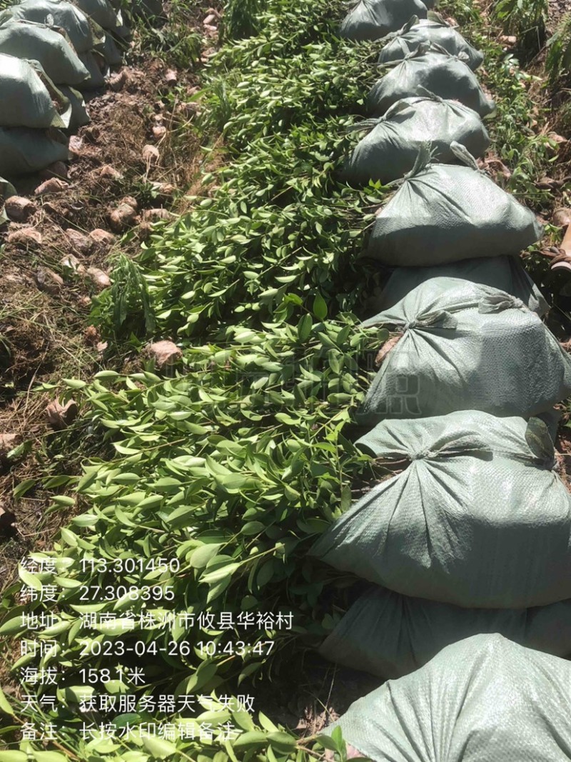 湖南优质嫁接油茶苗基地直销
