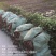 湖南优质嫁接油茶苗基地直销