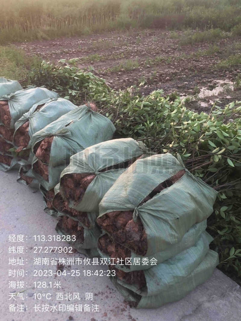 湖南优质嫁接油茶苗基地直销