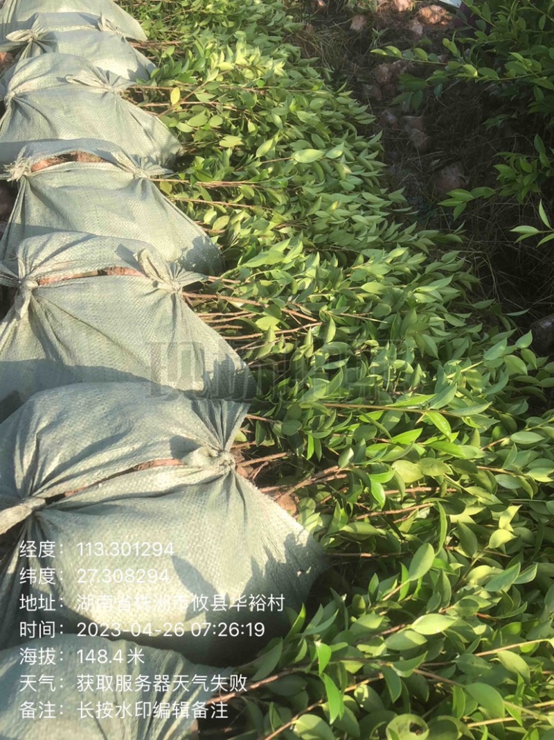湖南优质嫁接油茶苗基地直销