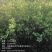 湖南优质嫁接油茶苗基地直销