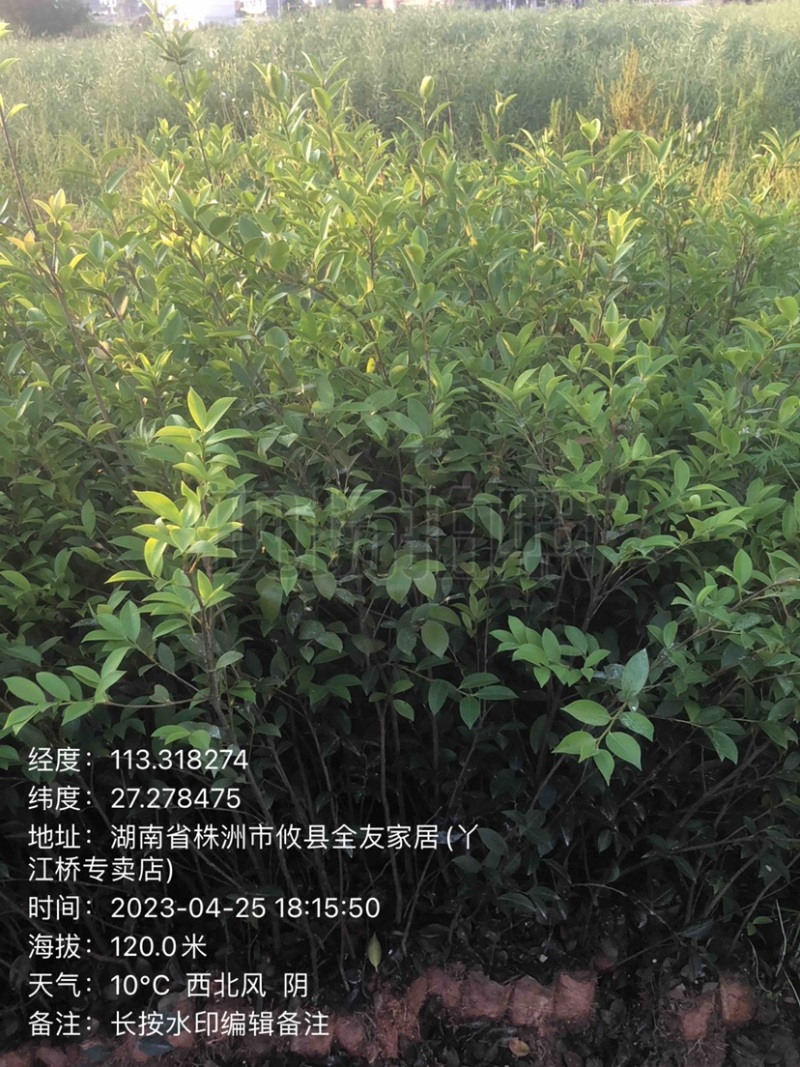 湖南优质嫁接油茶苗基地直销