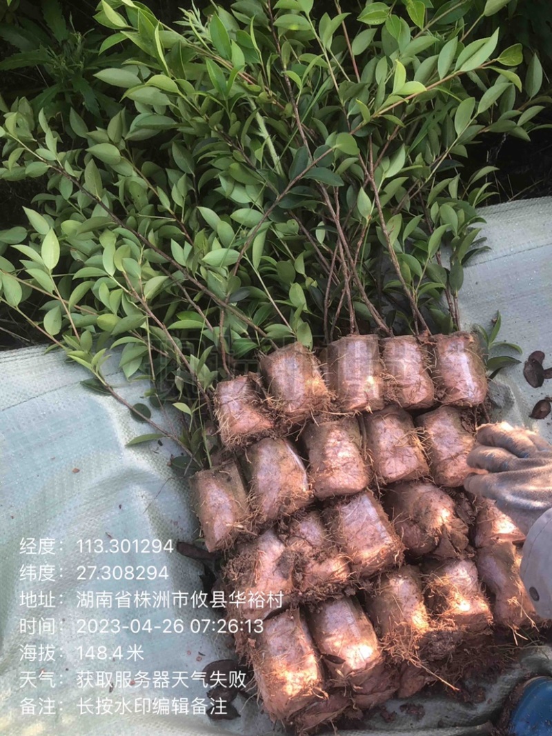 湖南优质嫁接油茶苗基地直销