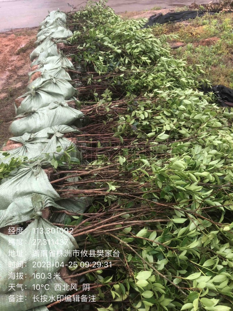 湖南优质嫁接油茶苗基地直销