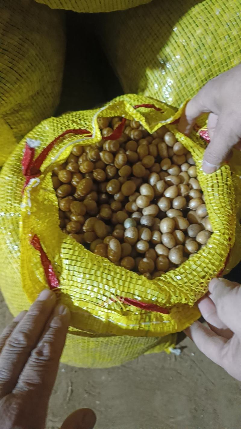 河北马铃薯脱毒苗，马铃薯种子，土豆种子微型薯；原种。