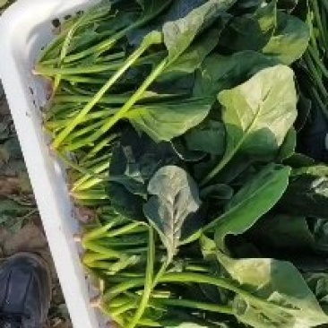 河南长杆菠菜精品菠菜蔬菜基地发货量大从优欢迎电联