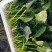 河南长杆菠菜精品菠菜蔬菜基地发货量大从优欢迎电联