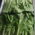 河南精品快菜大量上市精品货源基地直发欢迎电联下单