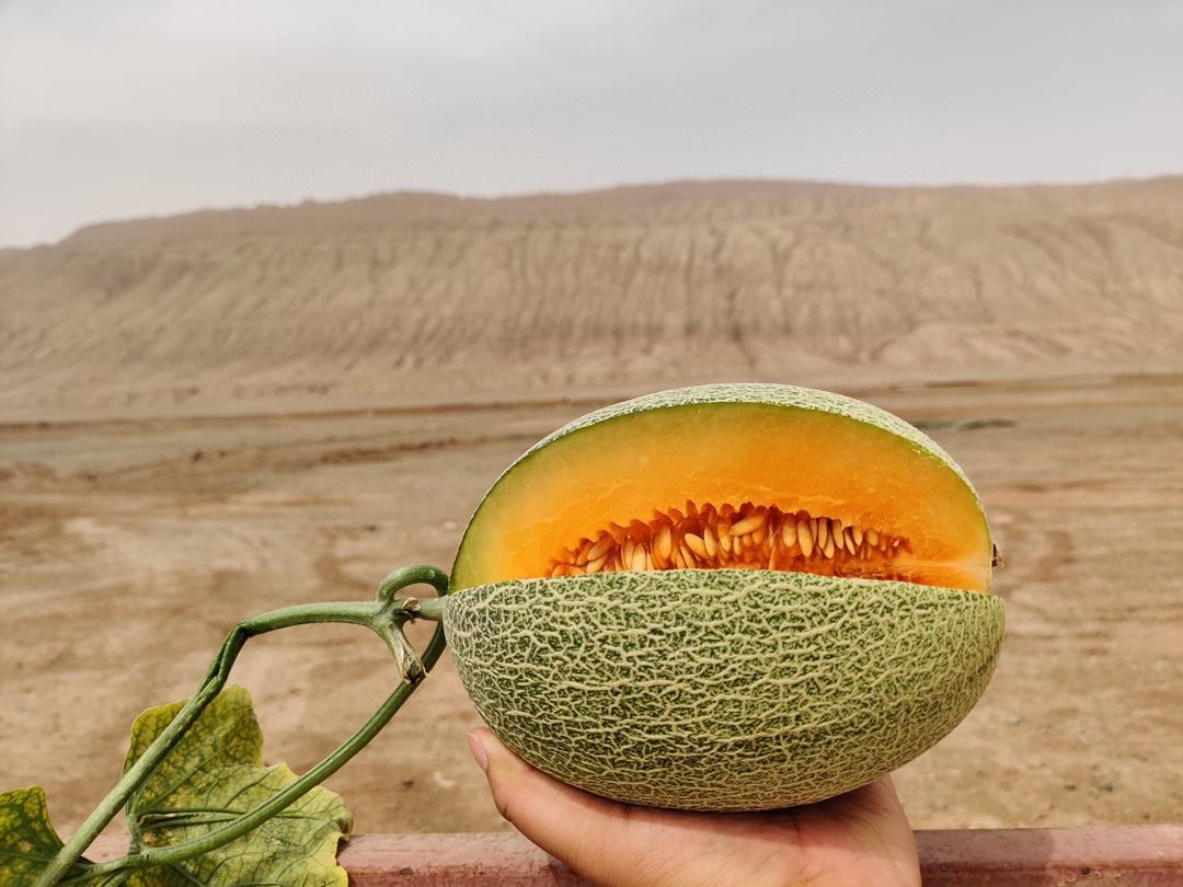 展示一颗成熟的新疆西州蜜瓜,表皮金黄带网纹,切开后果肉橙红,色泽鲜艳 西州蜜瓜特写