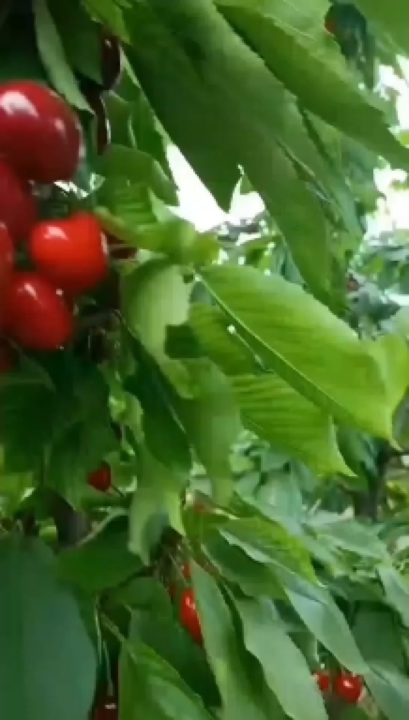 陕西澄城樱桃，一手货源，物美价廉，