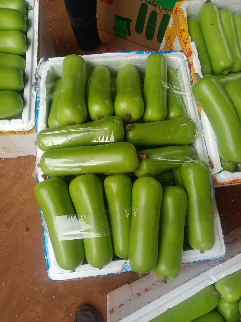 广东精品弧瓜