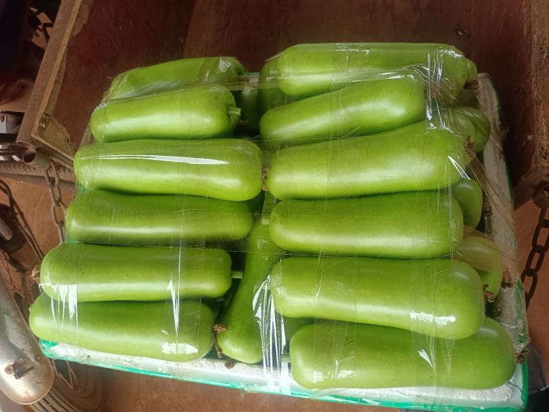 广东精品弧瓜