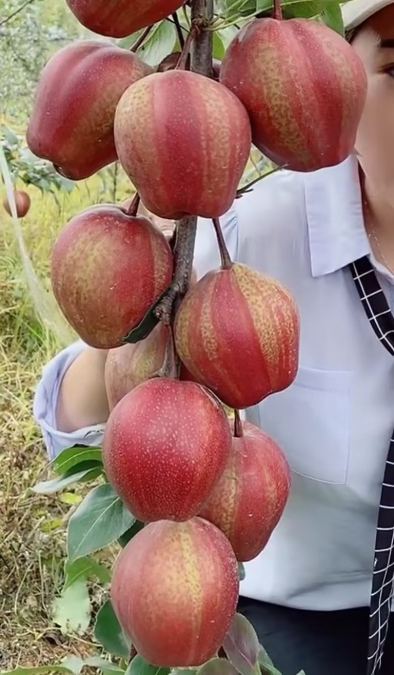 早酥红梨苗（彩虹梨苗）品种纯真耐寒梨树苗基地现起现发