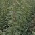 早酥红梨苗（彩虹梨苗）品种纯真耐寒梨树苗基地现起现发