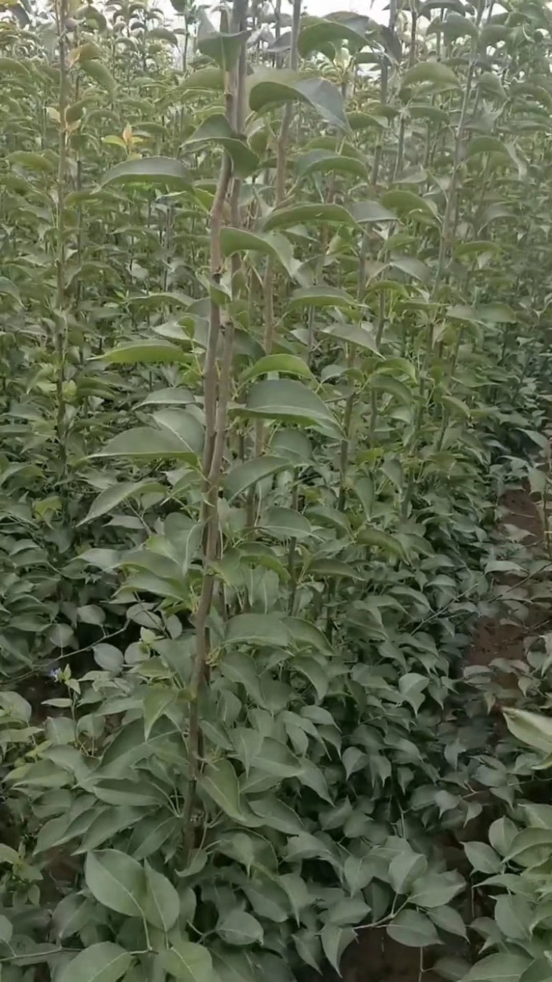 早酥红梨苗（彩虹梨苗）品种纯真耐寒梨树苗基地现起现发