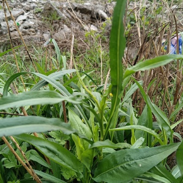 瑞连草、白菊花、土柴胡、九龙箭、钻叶紫菀