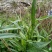 瑞连草、白菊花、土柴胡、九龙箭、钻叶紫菀