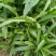 瑞连草、白菊花、土柴胡、九龙箭、钻叶紫菀