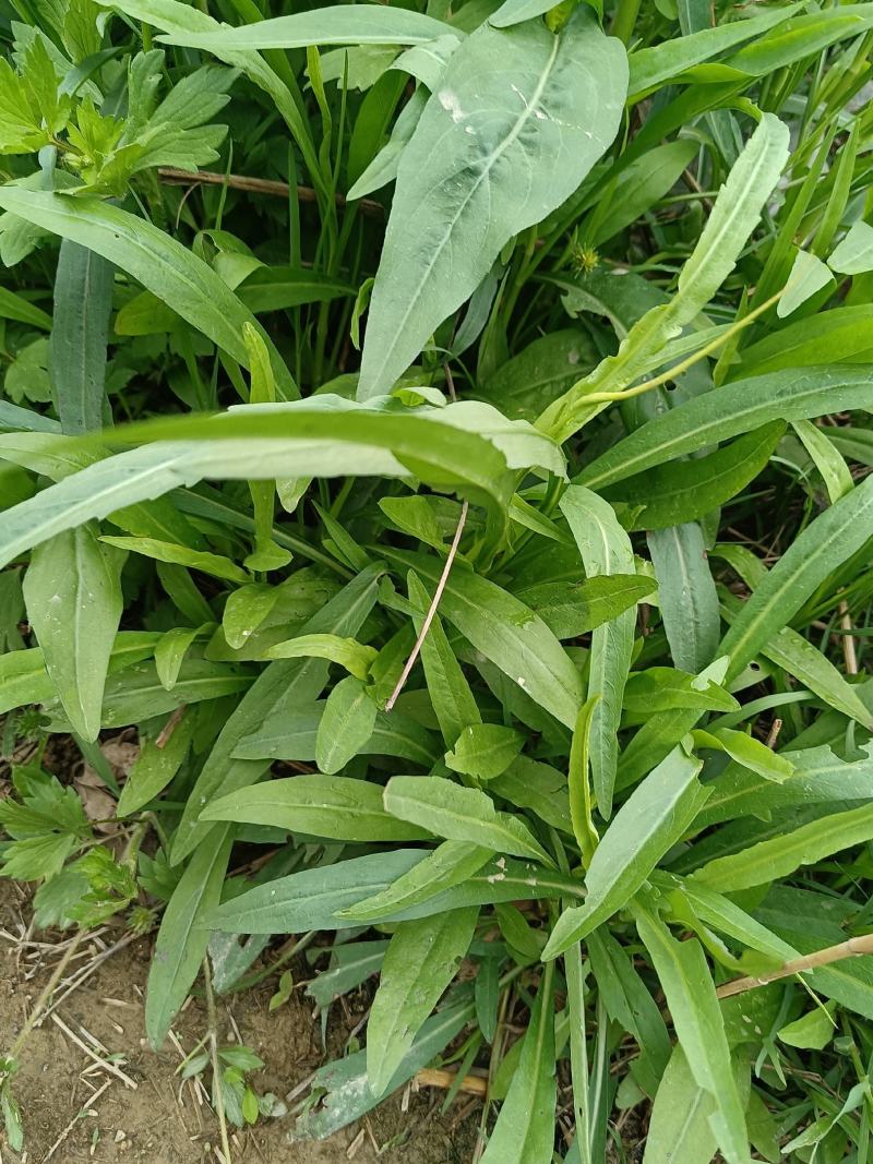 瑞连草、白菊花、土柴胡、九龙箭、钻叶紫菀