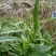 瑞连草、白菊花、土柴胡、九龙箭、钻叶紫菀