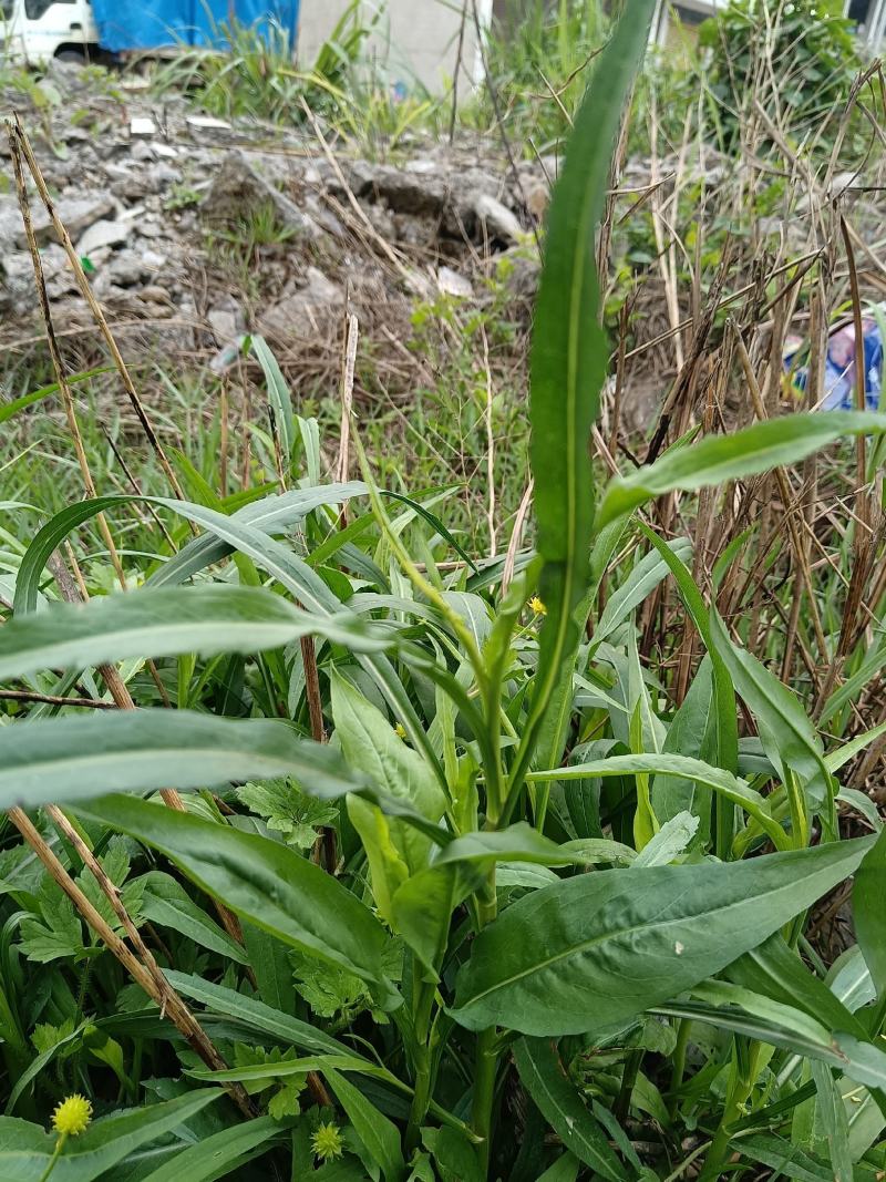 瑞连草、白菊花、土柴胡、九龙箭、钻叶紫菀
