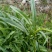 瑞连草、白菊花、土柴胡、九龙箭、钻叶紫菀