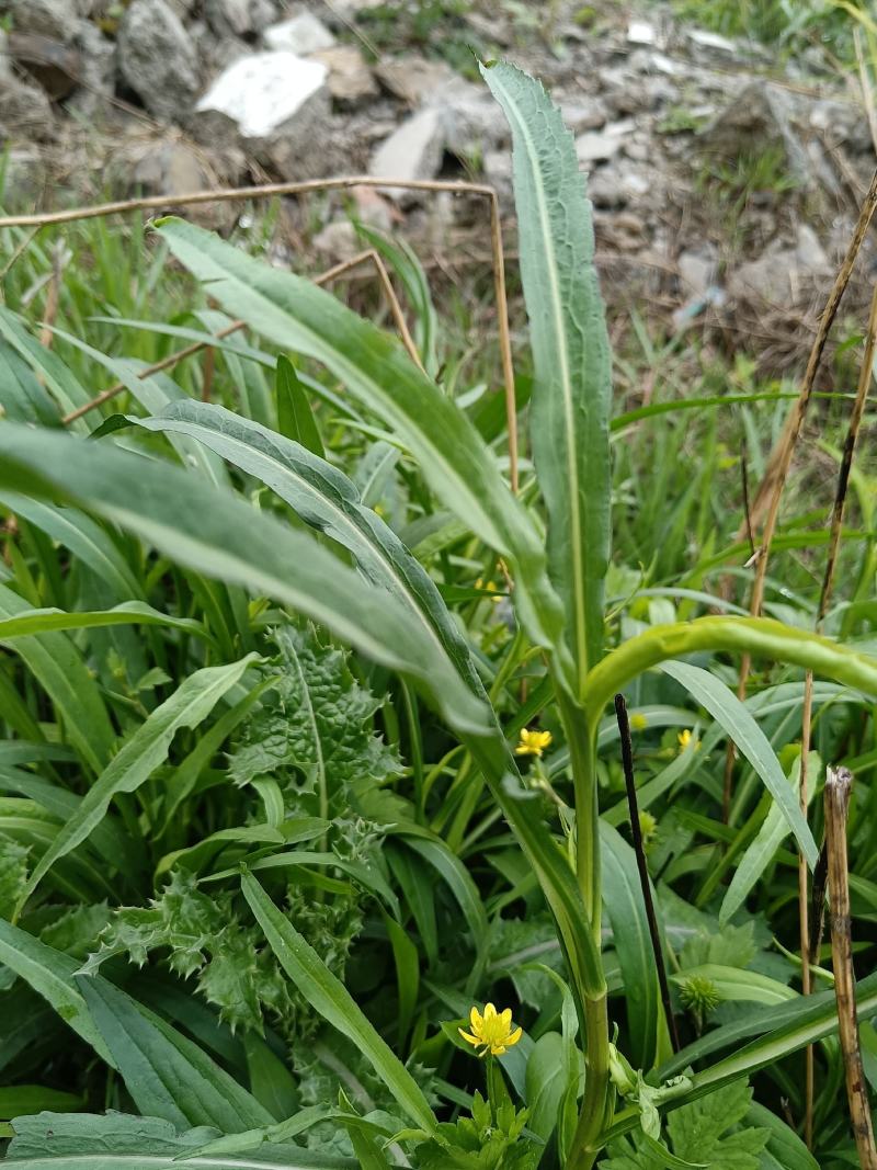 瑞连草、白菊花、土柴胡、九龙箭、钻叶紫菀