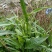 瑞连草、白菊花、土柴胡、九龙箭、钻叶紫菀