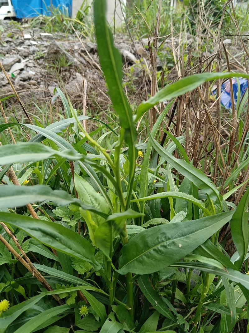瑞连草、白菊花、土柴胡、九龙箭、钻叶紫菀
