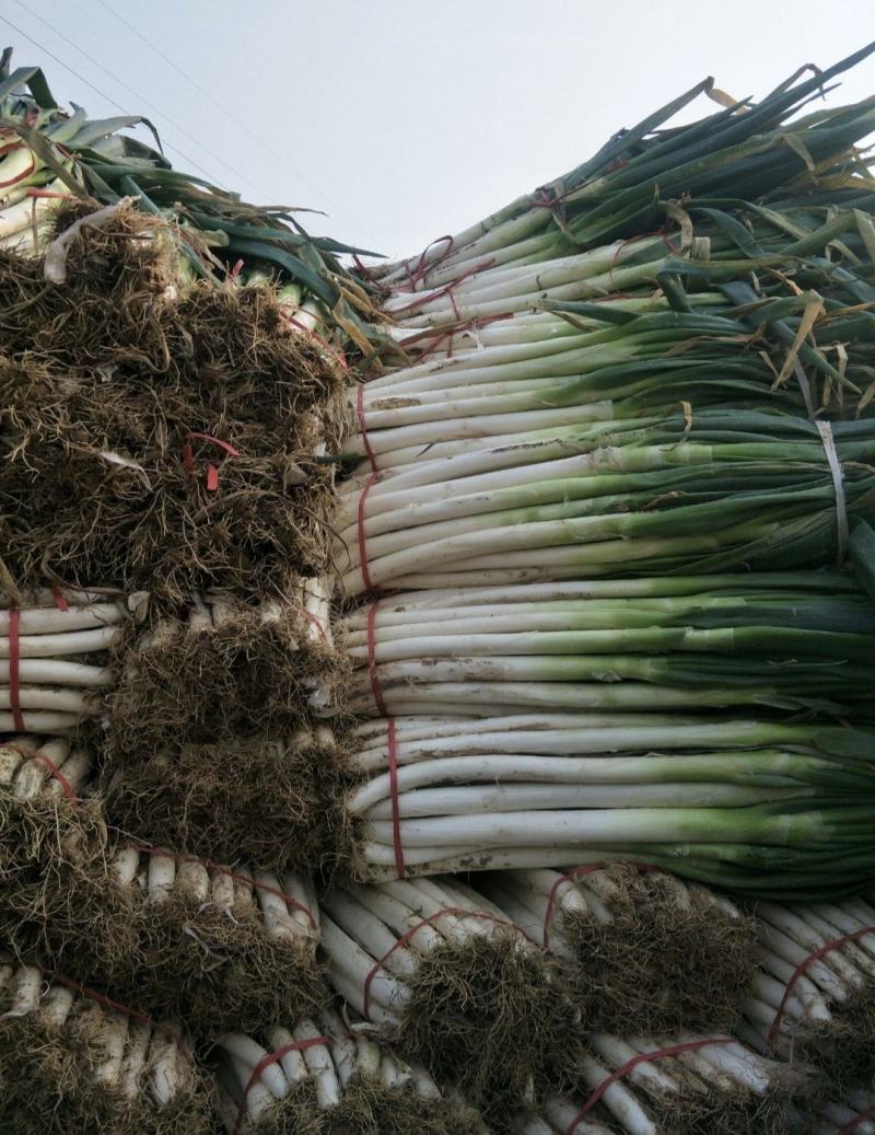河南精品长白大葱，产地直供量大从优请各位客商细细观察
