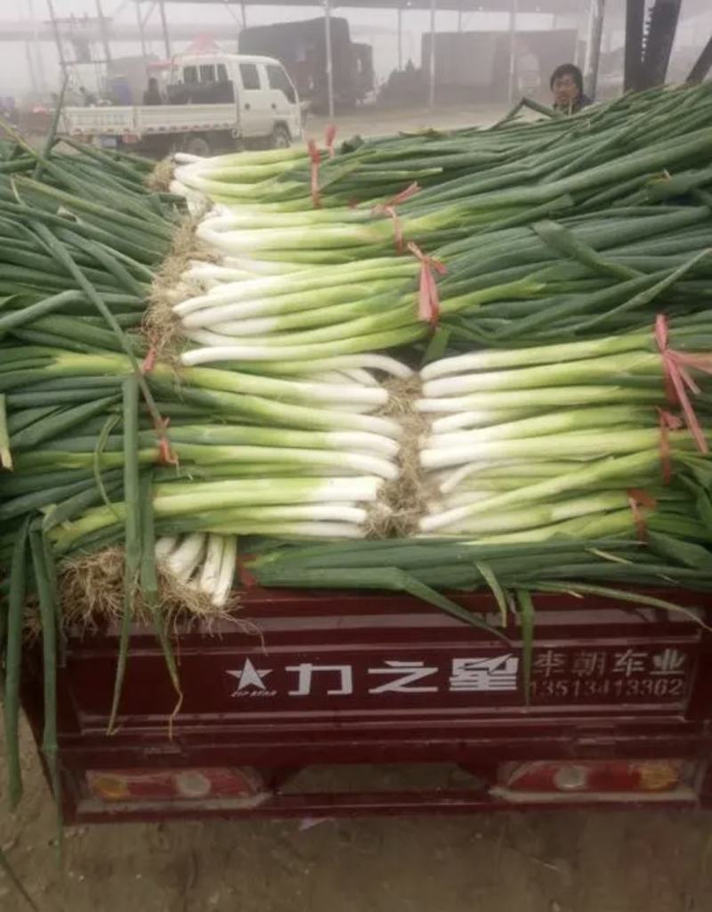 河南精品长白大葱，产地直供量大从优请各位客商细细观察