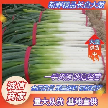长白大葱粗葱，白长，白度好，叶片好望需要的客户迅速联系。