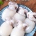 新鲜墨鱼仔海捕鲜活冷冻小乌贼章鱼仔捞汁墨鱼仔火锅食材批发
