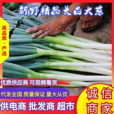 河南精品长白大葱，产地直供量大从优请各位客商细细观察