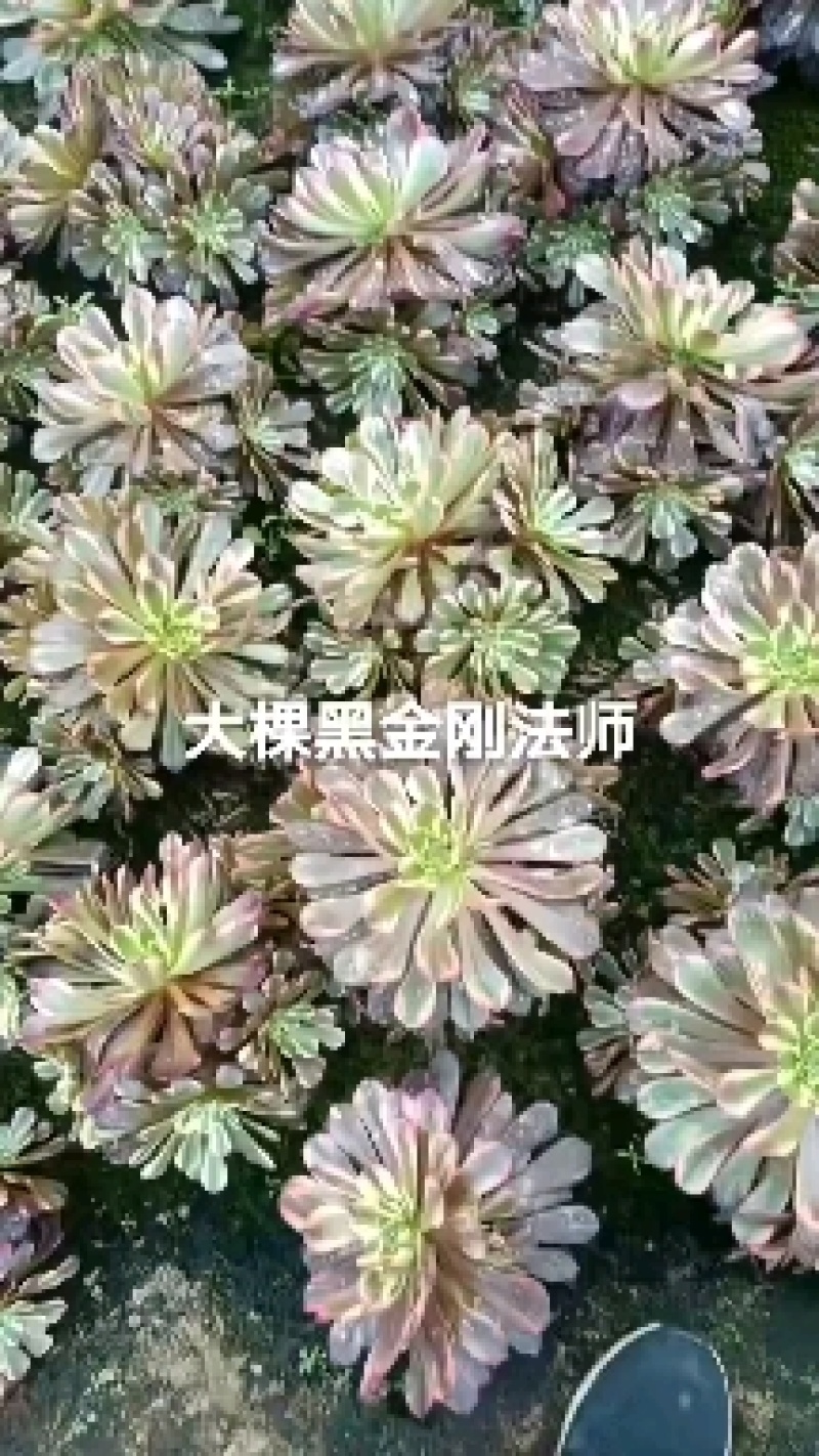 （多肉法师黑金刚）大手捧，花型周正，可看货。