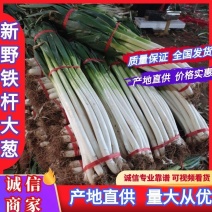 河南精品铁杆大葱白长全国发货可供商超产地直供有意向可联